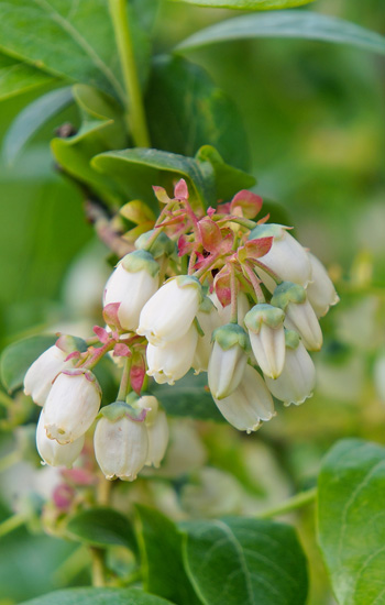 White blueberry blossoms pictured on the existing farm website